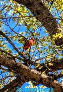 A Cardinal in the tree